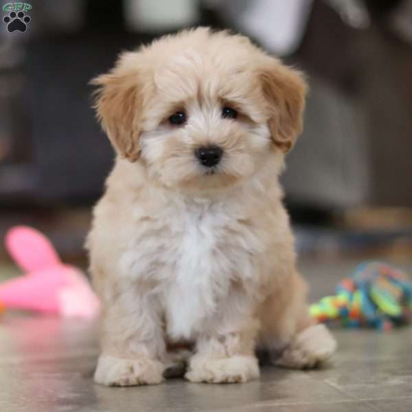 Sammy, Coton de Tulear Mix Puppy